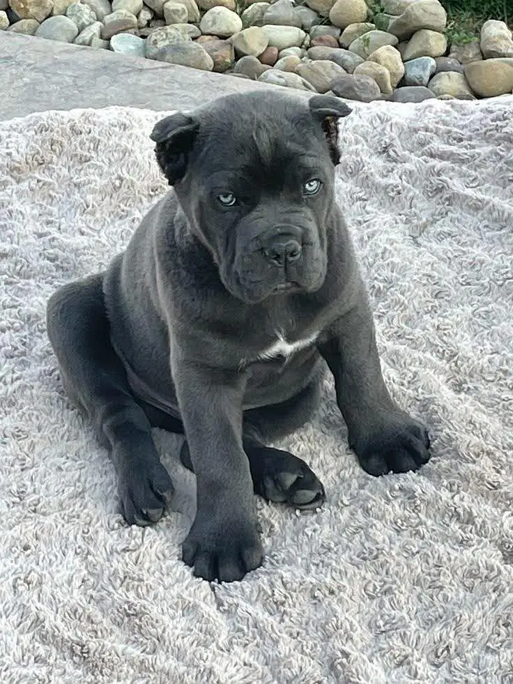 Cane Corso for sale || imported breed || puppies for sale — photo 7