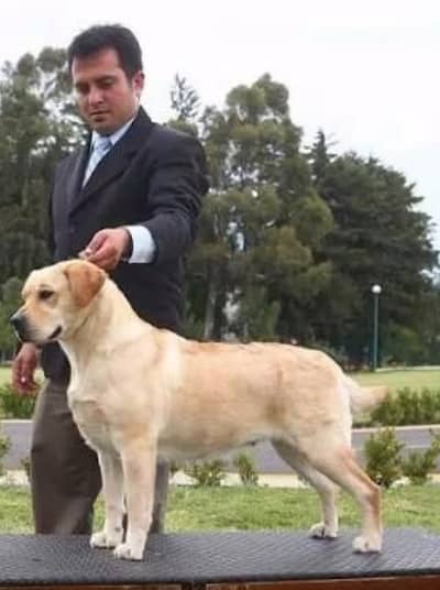 nice dog for sale and nice price what app's num 03296947043