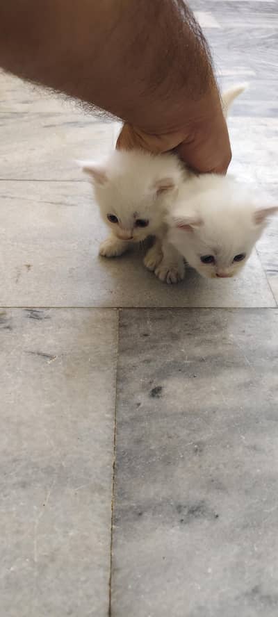 pure Persian Kittens flappers punch face. 03072428634