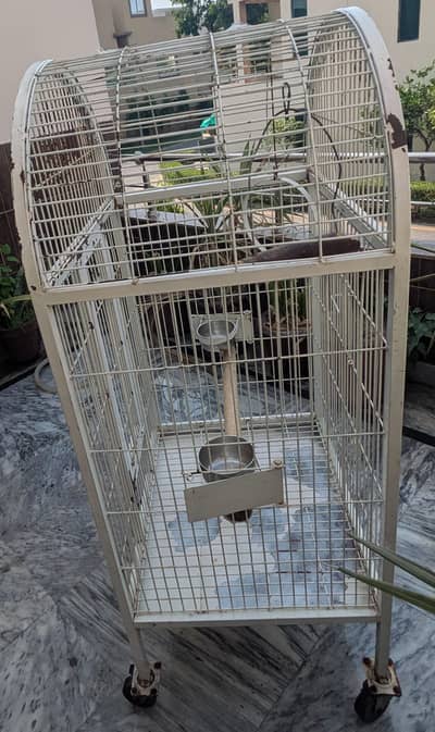 african grey parrot,kakato and alexender green parrot cage