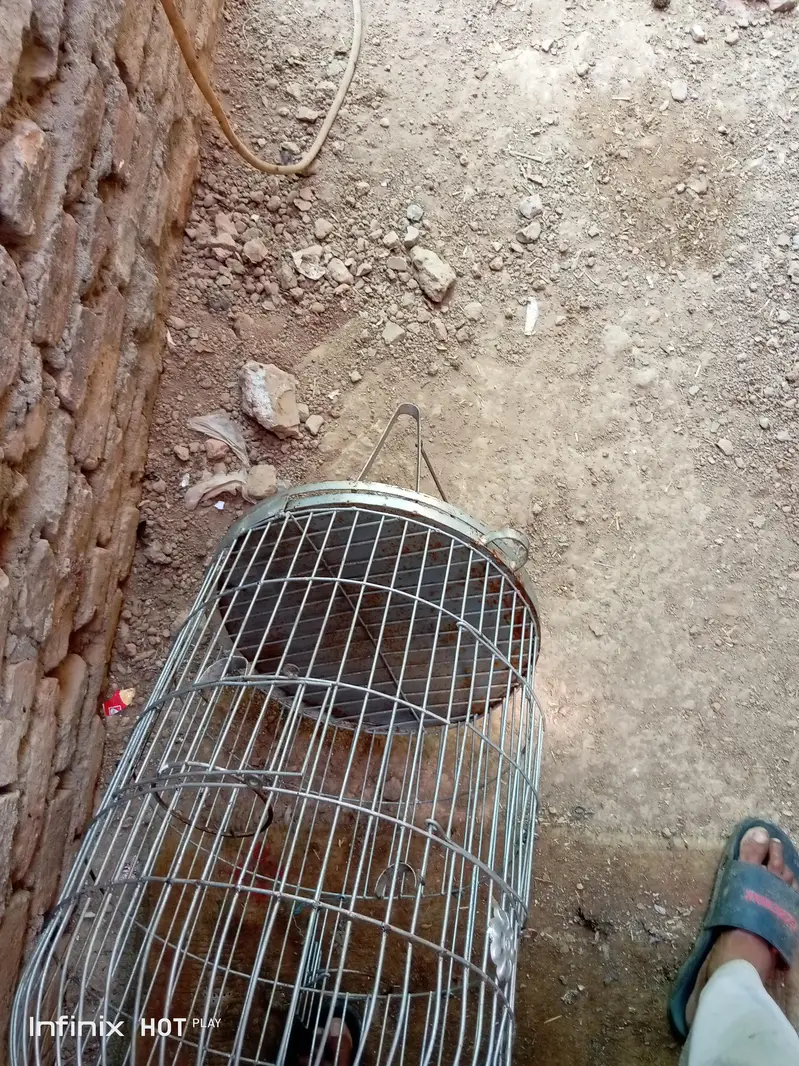 New Mazboot Cages — photo 7
