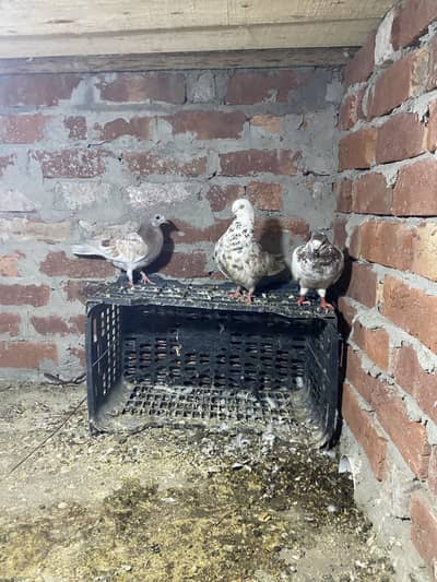Pigeon for sale