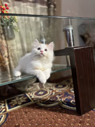 Persian kitten