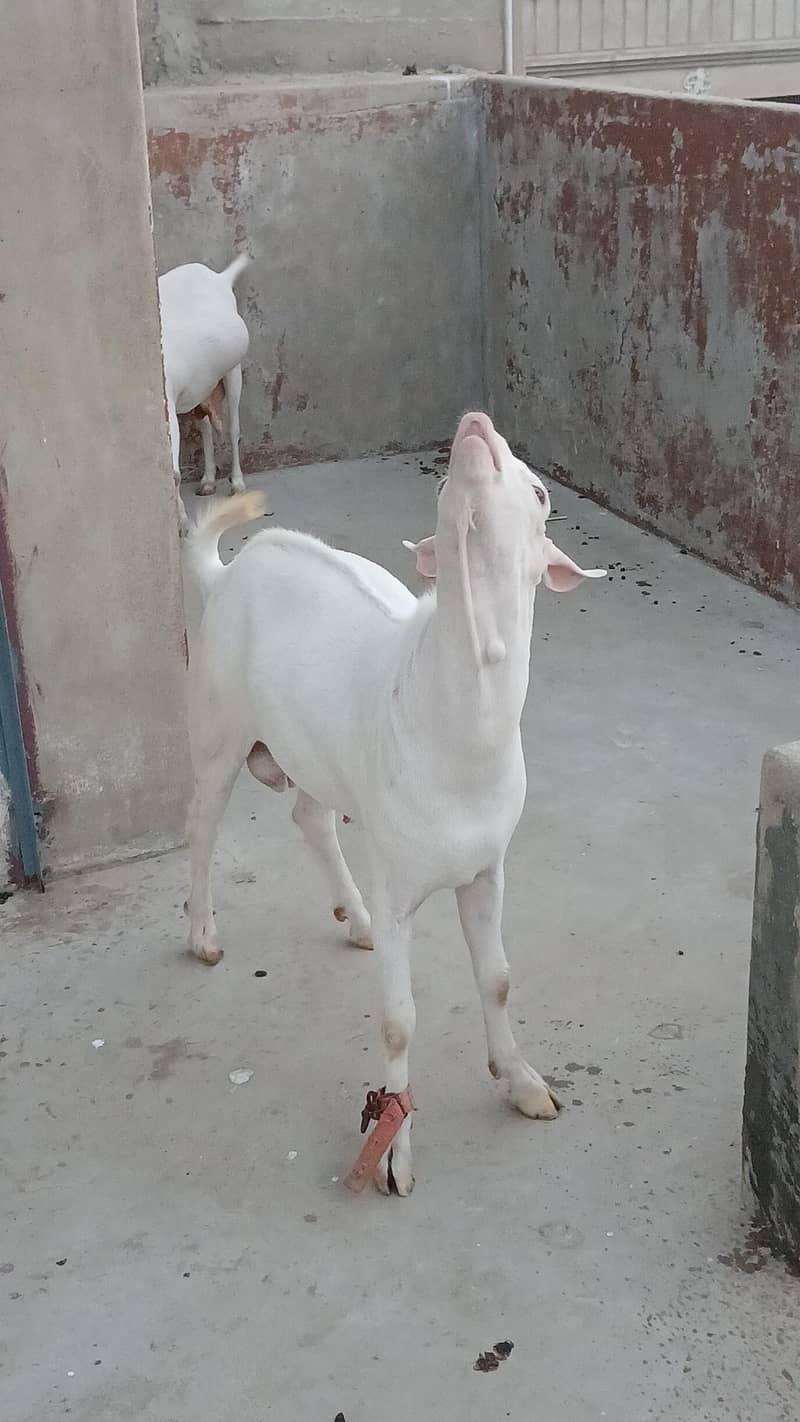 Teddy bakra 0