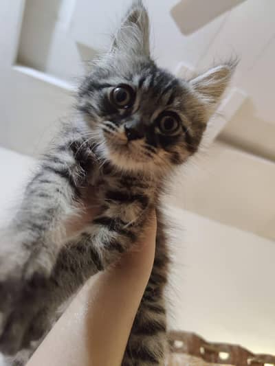 Kittens for sale stray / domestic