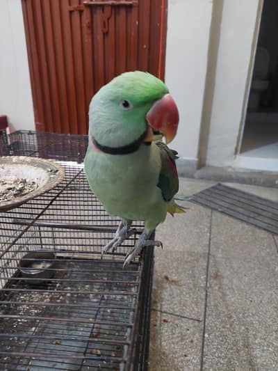 kashmiri raw parrots