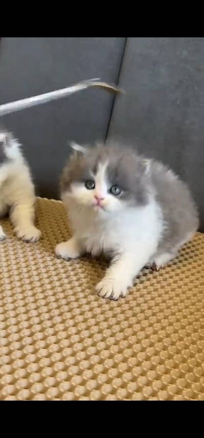 Quality Persian Punch face cat & kitten is03194866952Whatsapp