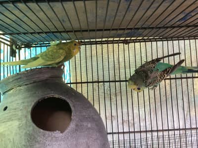 HOGOROMO BREEDER PAIR
