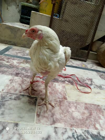 Aseel heera hen