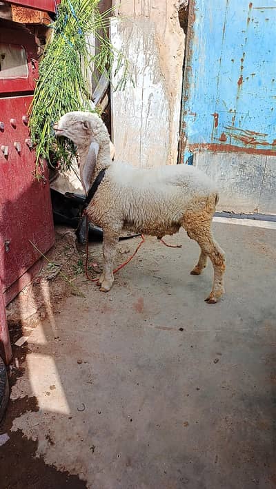 larkana male dumba