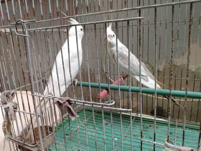 2 Cocktail red eyes breeder pair healthy and active
