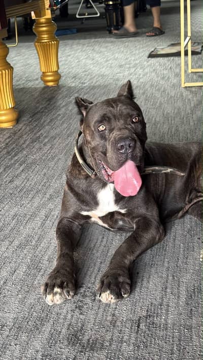 Cane corso Male for sale