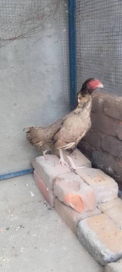 hen for sale