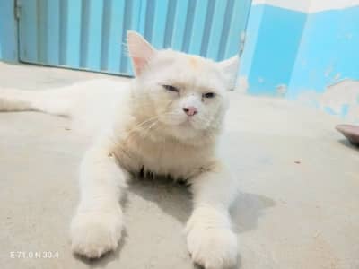 Persian cat for sale location kot addu 03706074110