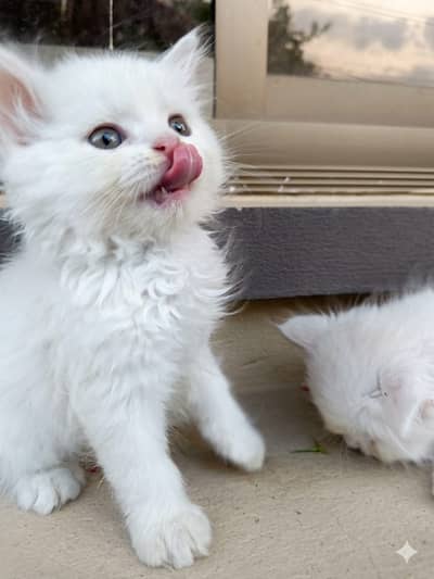 Beautiful Kitten  Female
