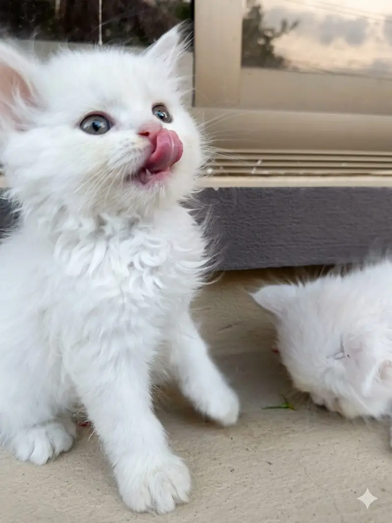 Beautiful Kitten  Female