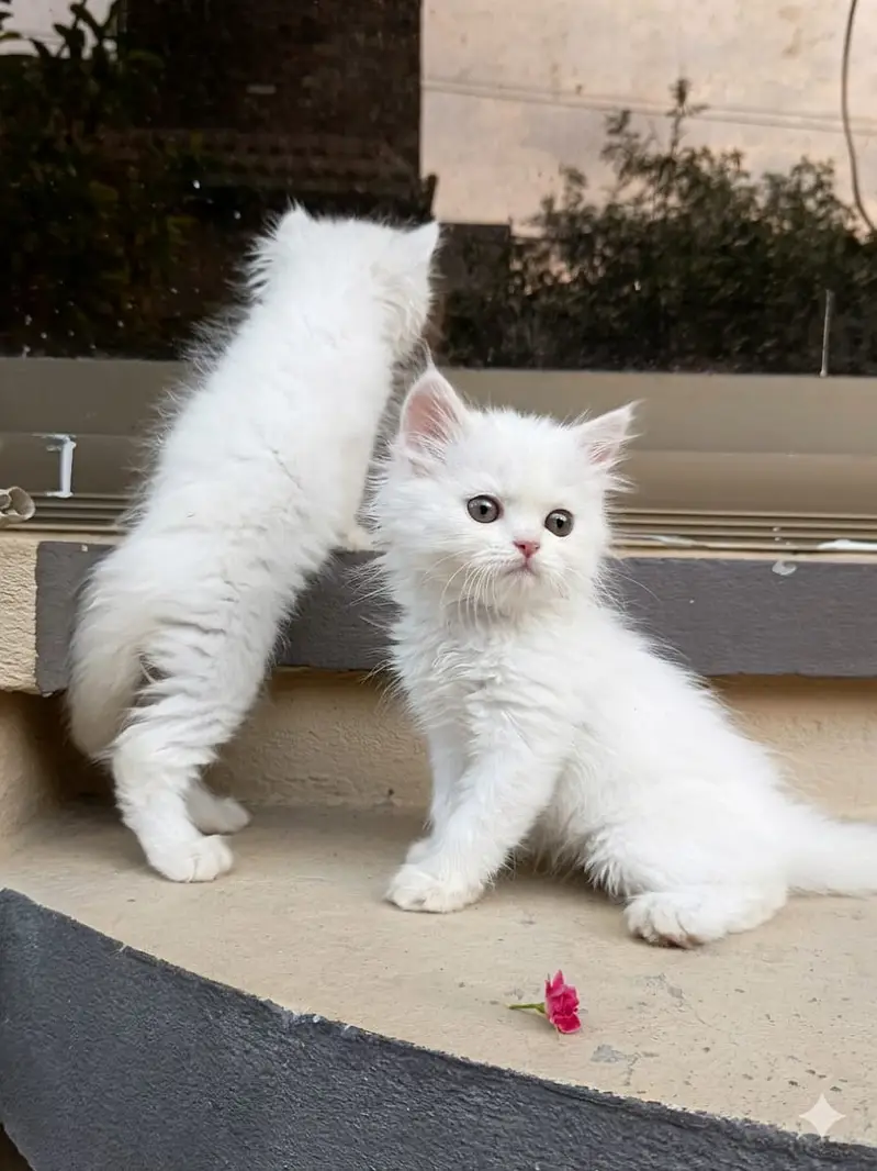Beautiful Kitten  Female — photo 2