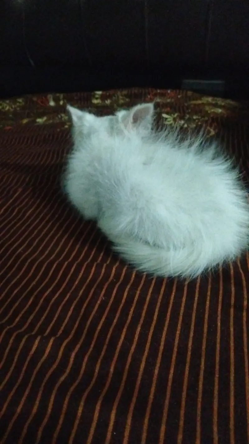 Beautiful Kitten  Female — photo 3