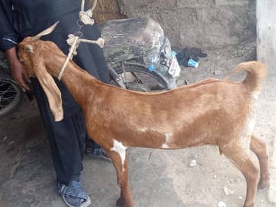VIP goats