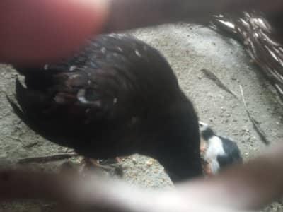 1 female 6 checks 2not sale Ph 03159048589