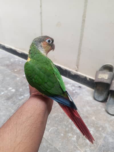 Green Cheek Conure Parrot Mitho
