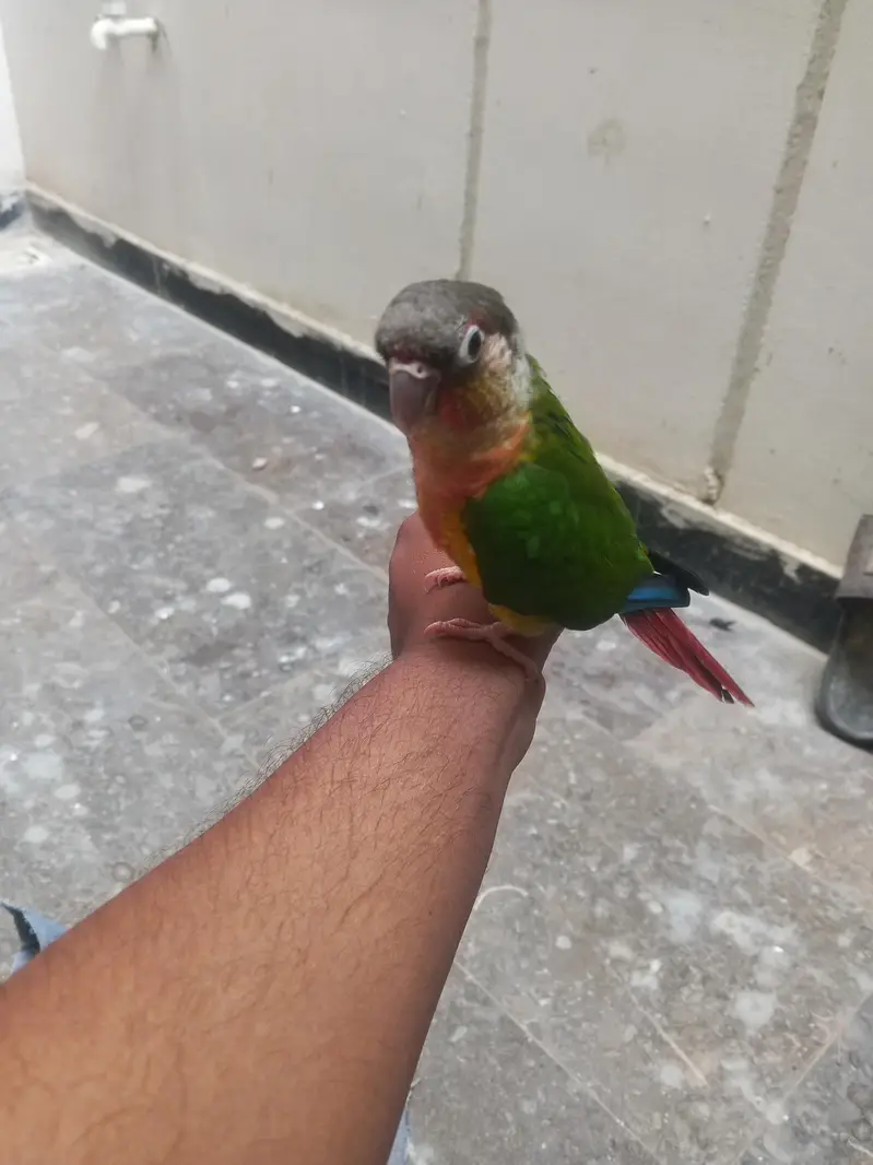 Green Cheek Conure Parrot Mitho — photo 2