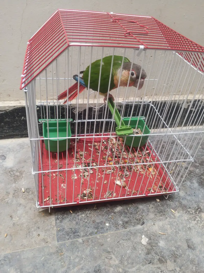 Green Cheek Conure Parrot Mitho — photo 3
