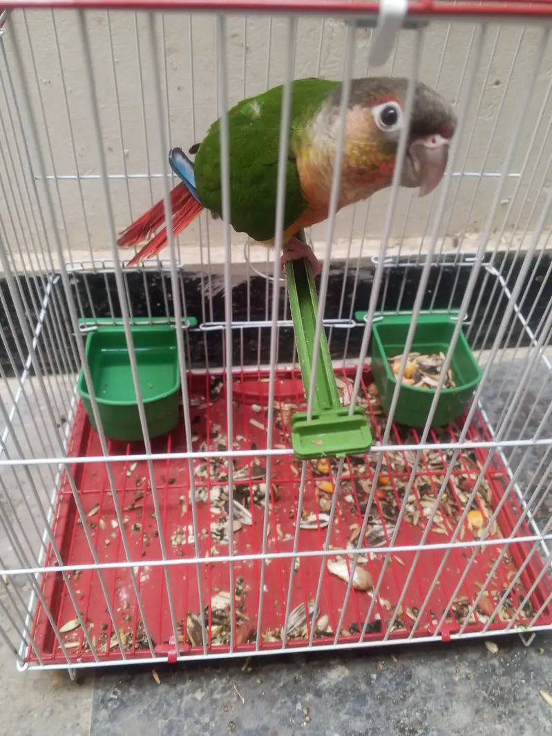 Green Cheek Conure Parrot Mitho — photo 4