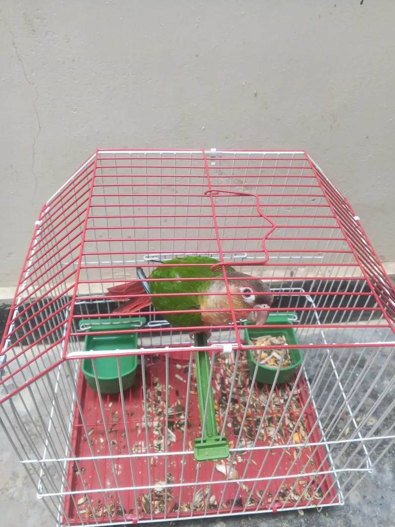 Green Cheek Conure Parrot Mitho — photo 5