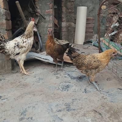 1 murga 2 murge hai sale ker ne hai