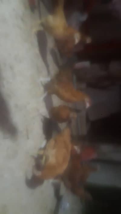 whatsp 03276465292 ( 11 Murgiya) rs. 7500  5 month age