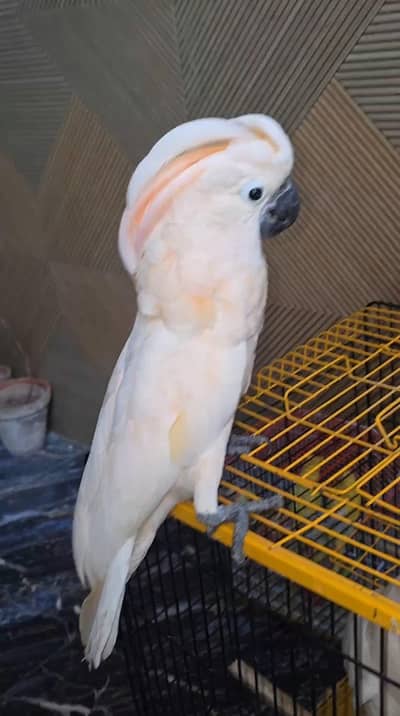 moluccan cockatoo parrot for sale