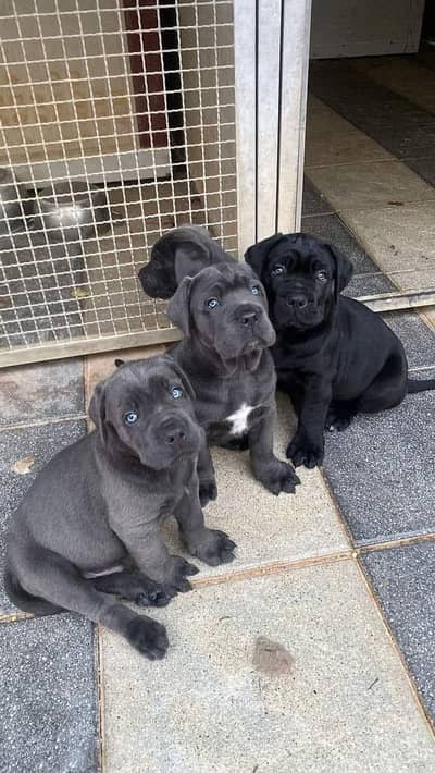 Cane Carso || top quality || cane carso for sale
