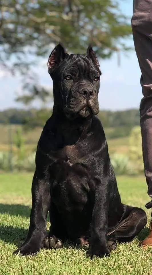 Cane Carso || top quality || cane carso for sale — photo 5