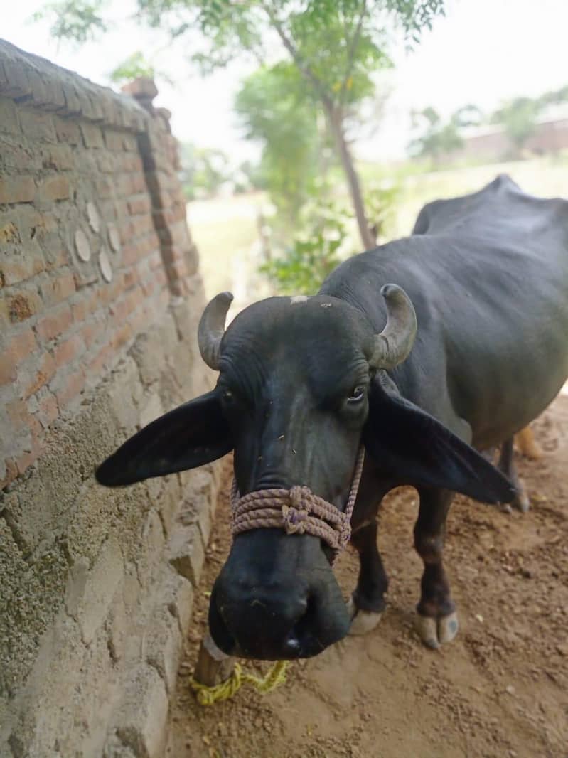 Premium Black Buffalo 0