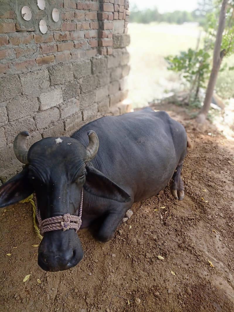 Premium Black Buffalo 1