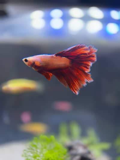 Premium Round Fish Bowl Aquarium Setup – Healthy Fish Included