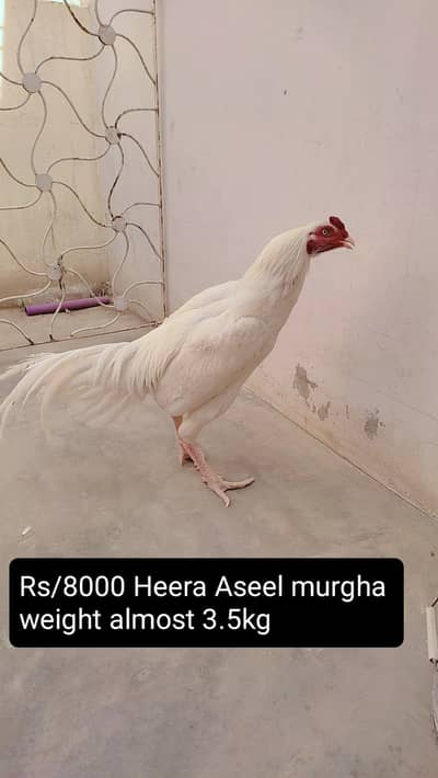 3 aseel murgha and 4 murghi all setup clearance Rs 25000