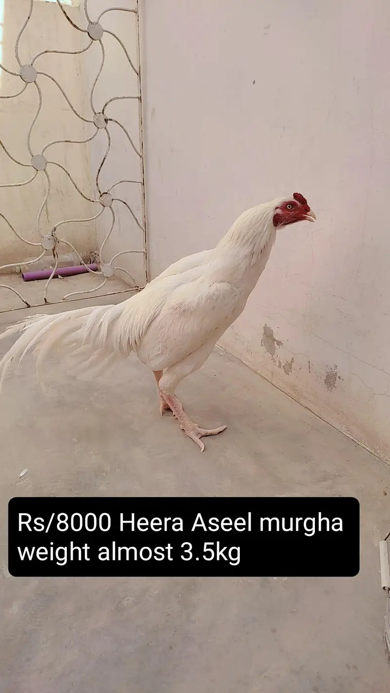 3 aseel murgha and 4 murghi all setup clearance Rs 25000
