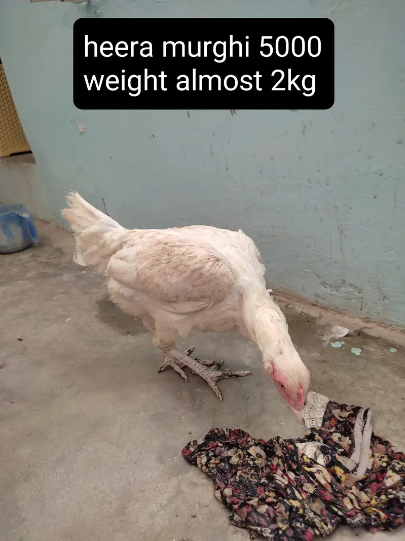 3 aseel murgha and 4 murghi all setup clearance Rs 25000 — photo 3