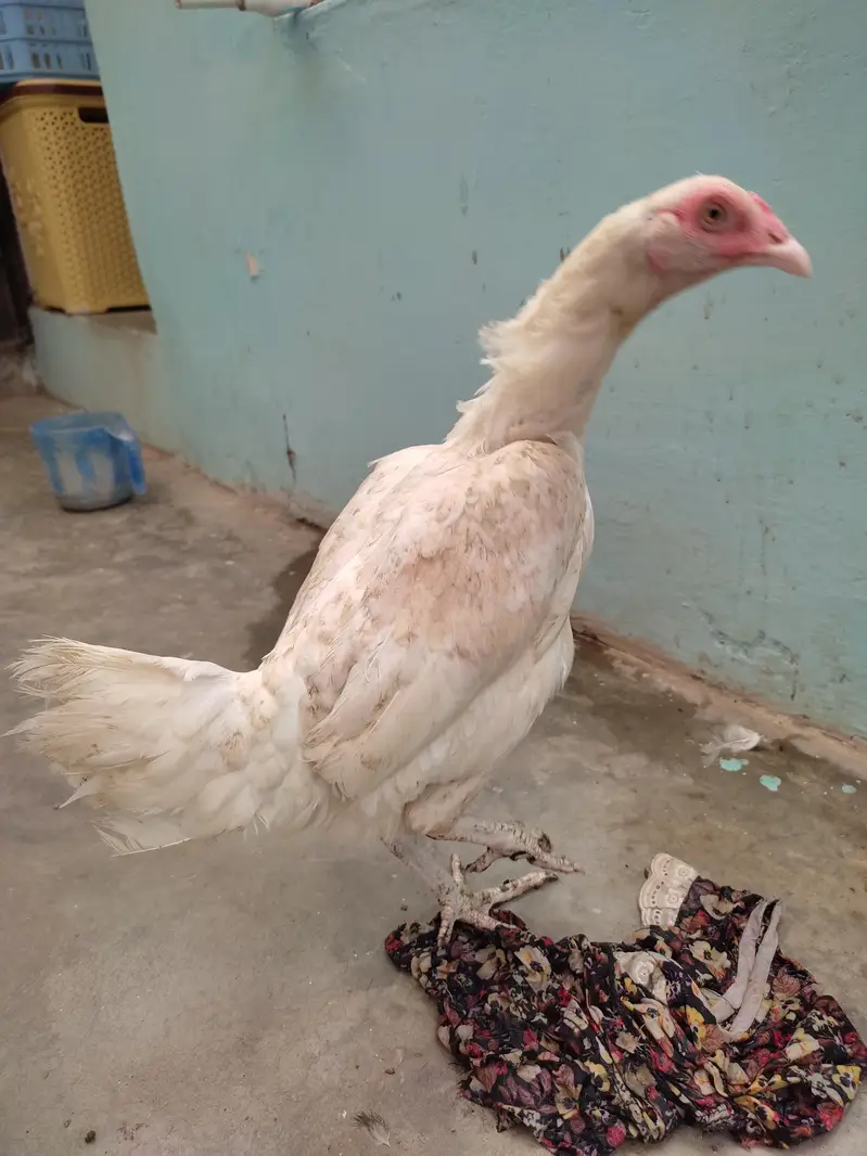 3 aseel murgha and 4 murghi all setup clearance Rs 25000 — photo 4