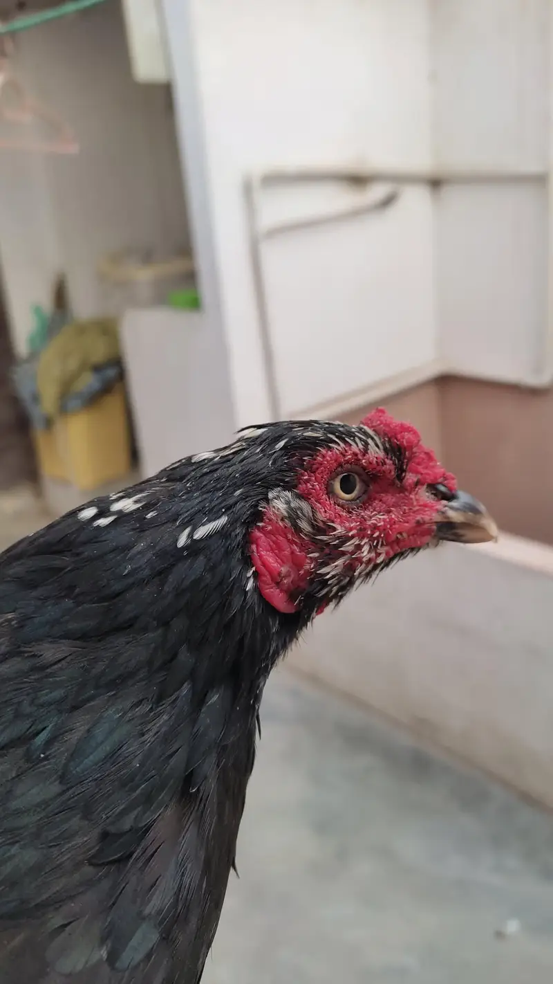 3 aseel murgha and 4 murghi all setup clearance Rs 25000 — photo 7