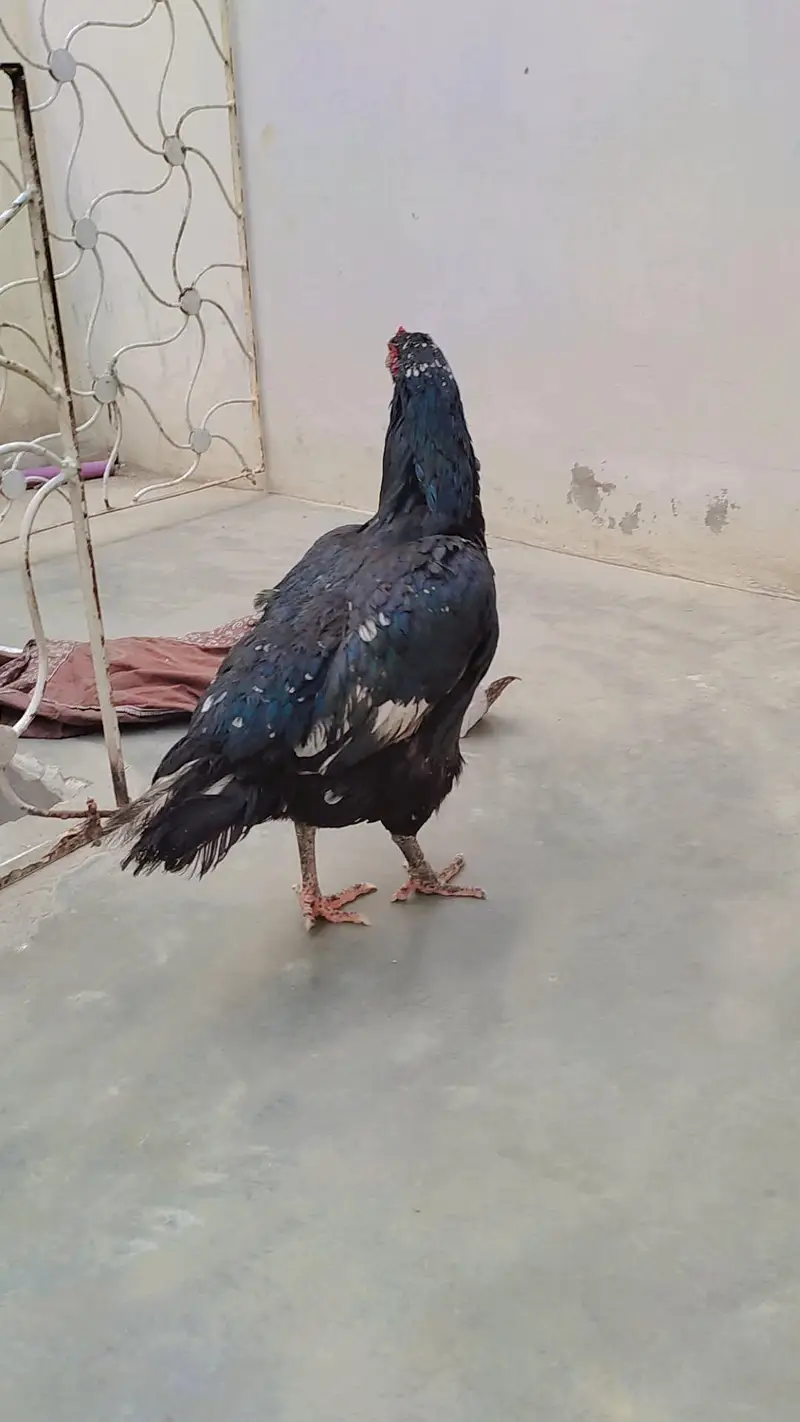 3 aseel murgha and 4 murghi all setup clearance Rs 25000 — photo 8