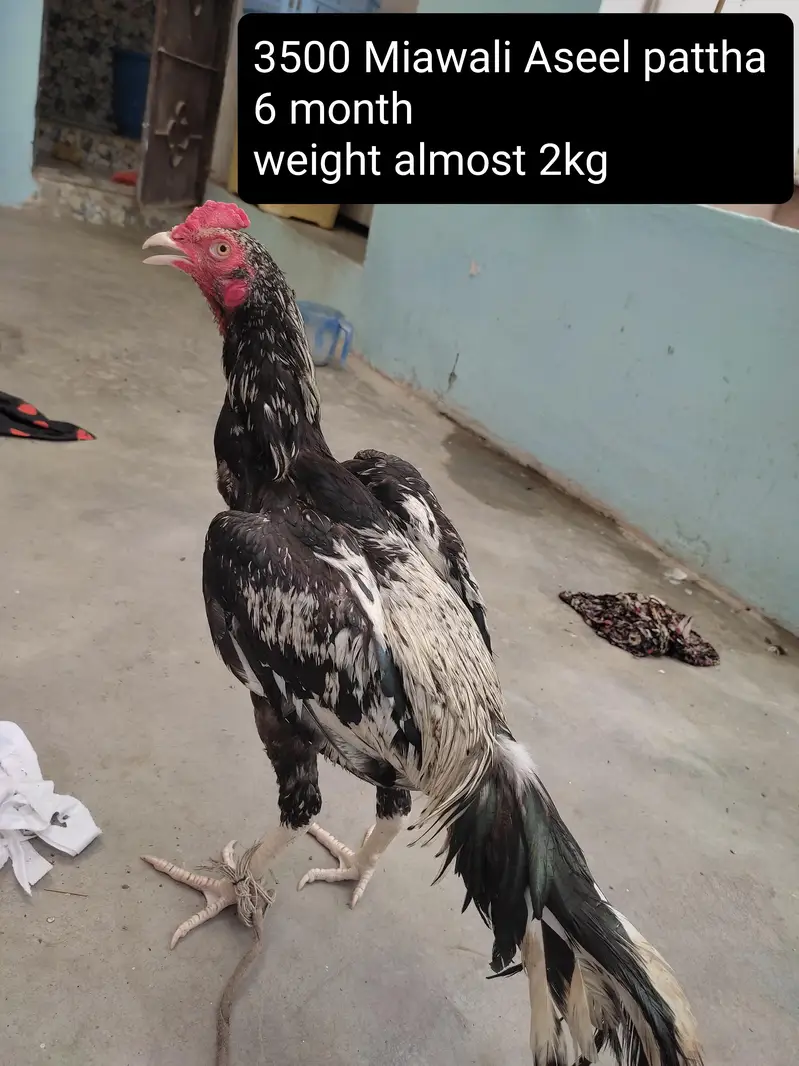 3 aseel murgha and 4 murghi all setup clearance Rs 25000 — photo 9