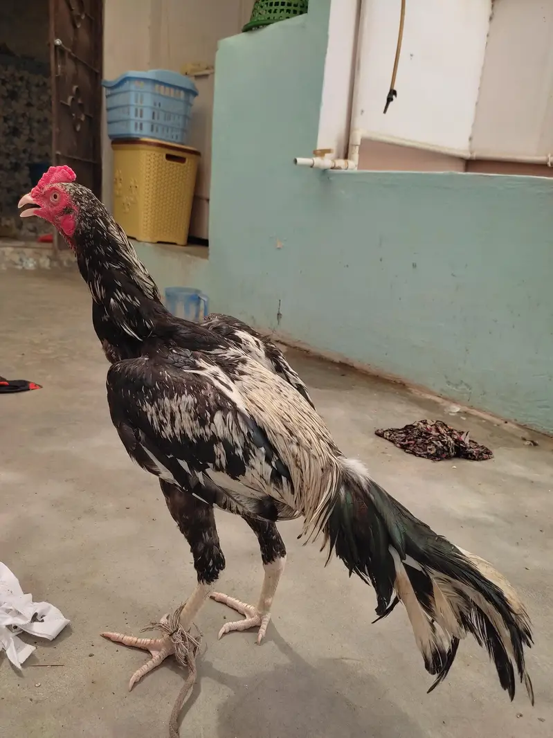 3 aseel murgha and 4 murghi all setup clearance Rs 25000 — photo 10
