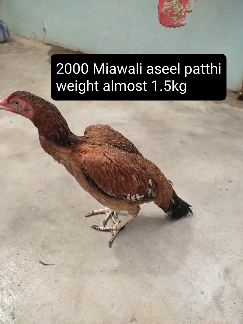 3 aseel murgha and 4 murghi all setup clearance Rs 25000 — photo 12