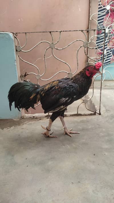 aseel murgha 3500