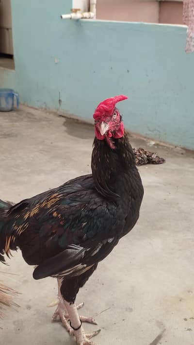 2 aseel murgha 2800+3000
