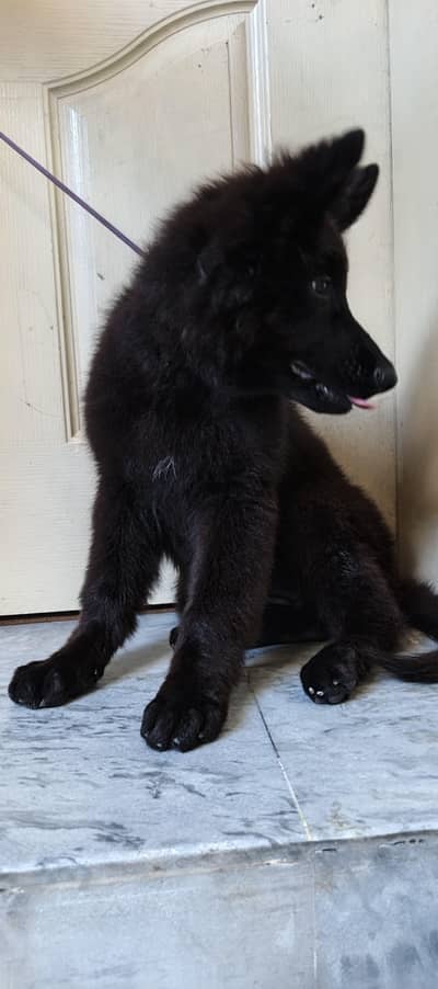 German Shepherd long cod#full black