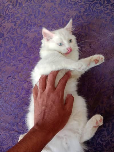 Persian kitten